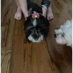 Image of Macy, Lost Dog