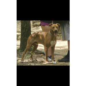 Image of yeager, Lost Dog