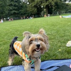 Lost Dog Betsy