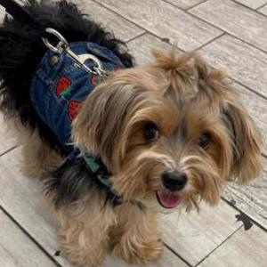 2nd Image of Betsy, Lost Dog