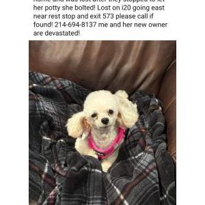 Lost Dog Hanna