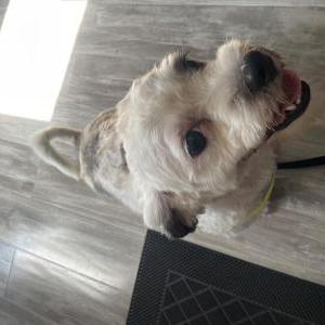 Lost Dog M.J