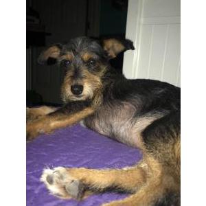 Lost Dog Rossie