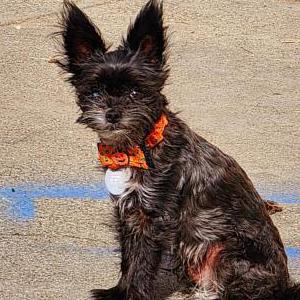 Lost Dog Scooby