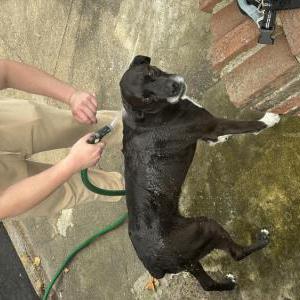 Lost Dog Maggie