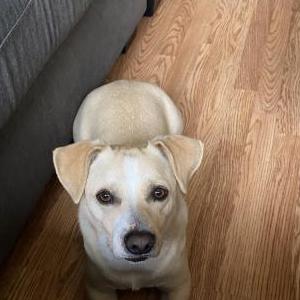 Lost Dog Rocky