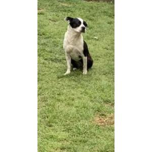 Lost Dog Sophie