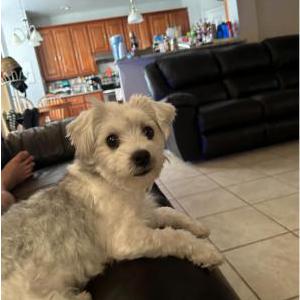 Lost Dog Boba