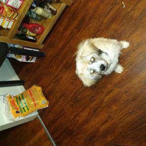 Lost Dog Duchess