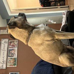 Lost Dog Duke