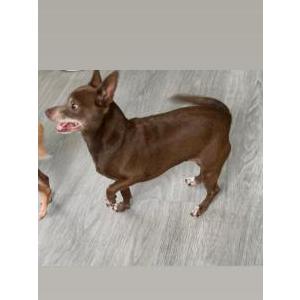 Lost Dog Ami
