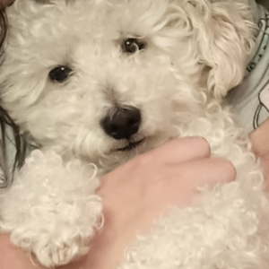 Lost Dog Sunny