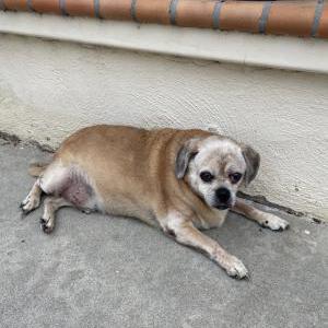 Found Dog Unknown