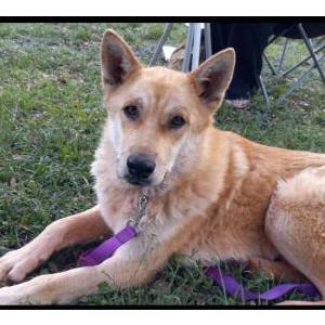 Lost Dog Dingo