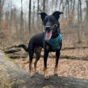 Lost Dog Roti