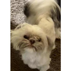 Lost Dog MR SQUISHY
