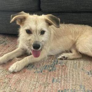 Lost Dog Wendy