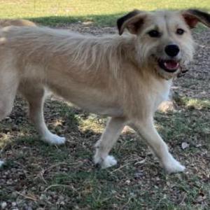 2nd Image of Wendy, Lost Dog