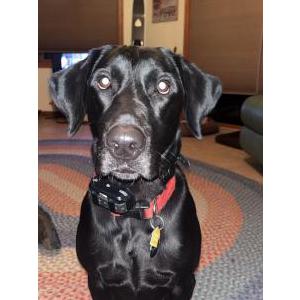 Lost Dog Mazie