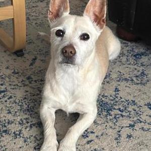 Lost Dog Brutus