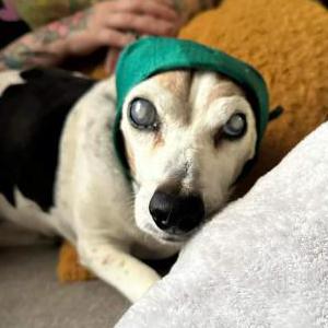 Lost Dog Tony