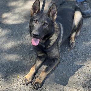 Image of Dano, Lost Dog