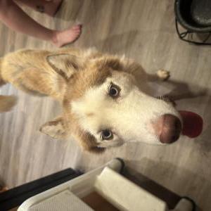 Found Dog Unknown