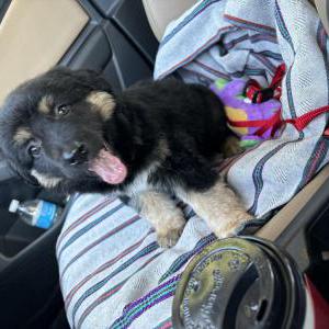 Found Dog Unknown