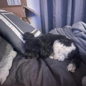 Lost Dog Kaity