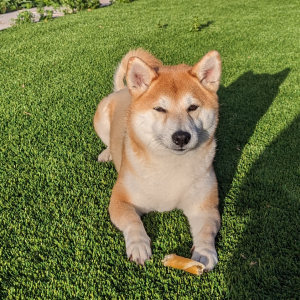 Lost Dog Yulmoo