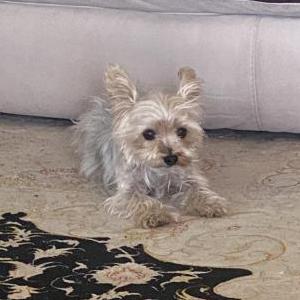 Lost Dog Teddy