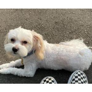 Lost Dog Lilliana Deanda