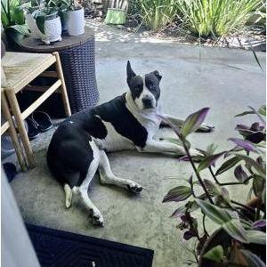 Found Dog Unknown