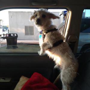 Lost Dog Papa