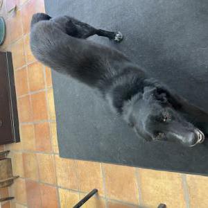Found Dog Unknown