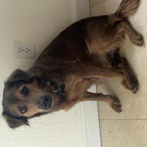 Found Dog Unknown