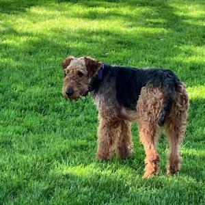Lost Dog Buddy