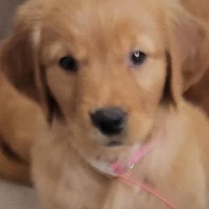 Lost Dog Pink Collar