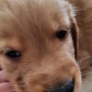 Lost Dog LIGHT TEAL COLLAR