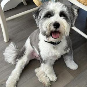 Lost Dog Carrie