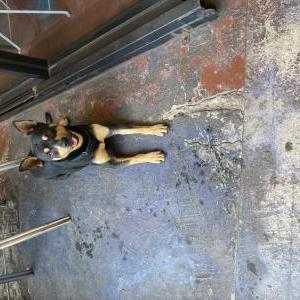 Found Dog Unknown