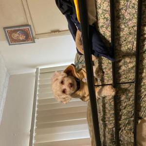 Lost Dog Max