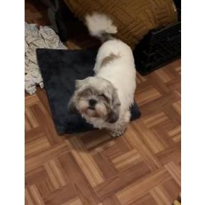 Lost Dog Reina