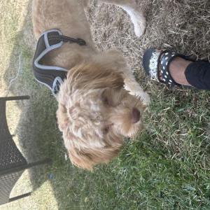 Lost Dog Ginger