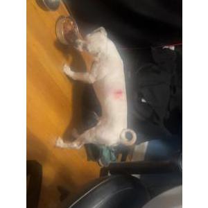 Lost Dog Bolt