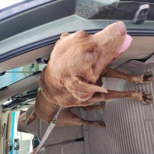 Image of unknown, Found Dog