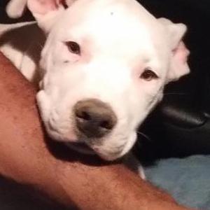 Lost Dog Dasani