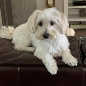 Lost Dog Ollie