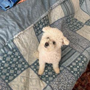 Lost Dog Coco