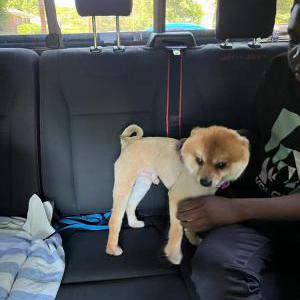 Lost Dog Carmel